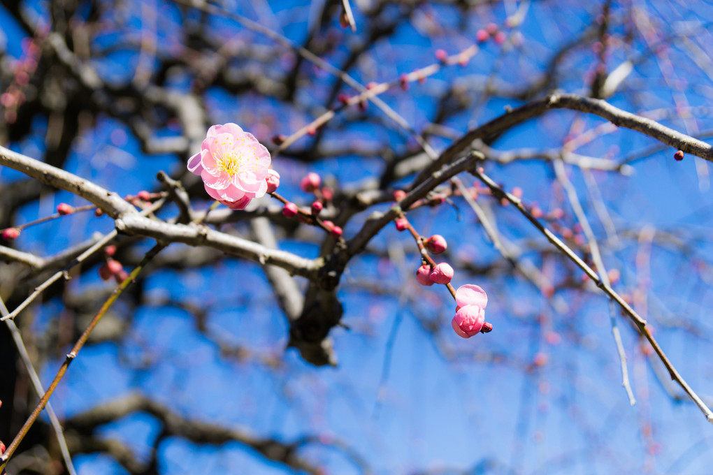 梅の開花状況