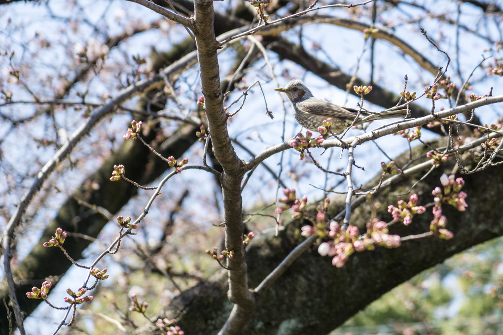 春を探してます