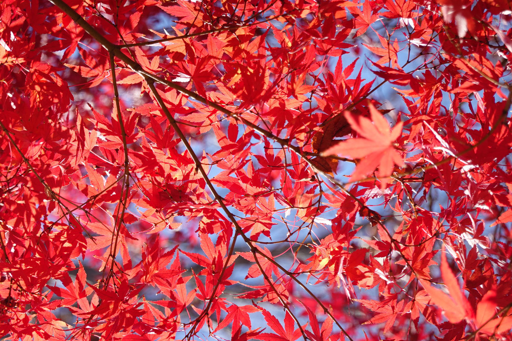 駅前公園の紅葉を「カシャ」です。