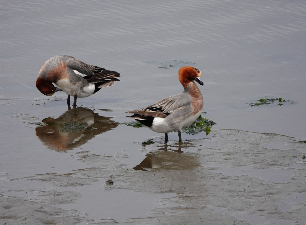 谷津干潟の野鳥達