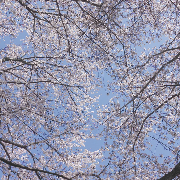 見上げて、晴天の空と「桜」
