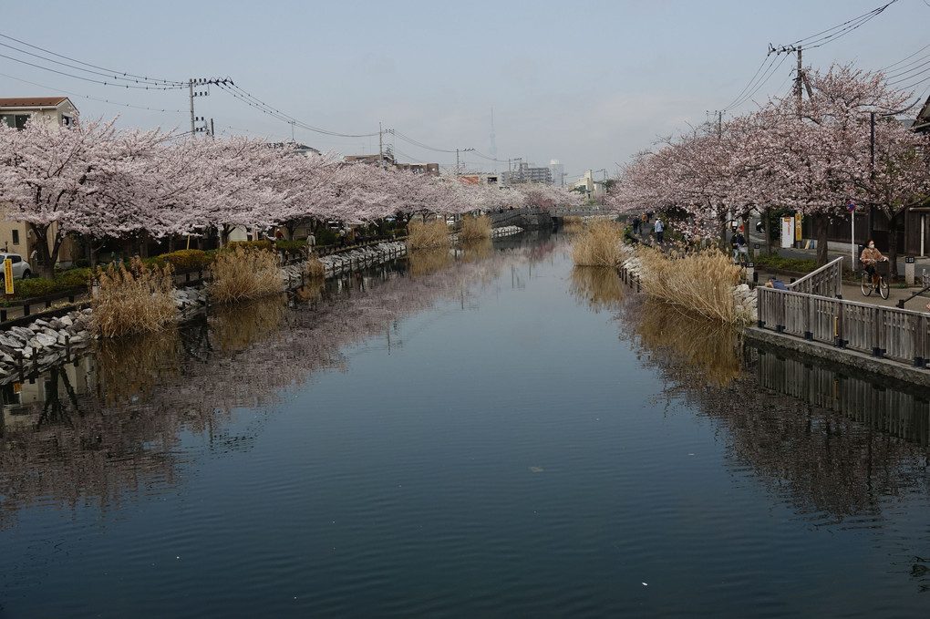 「新川千本桜」を、カシャッです。