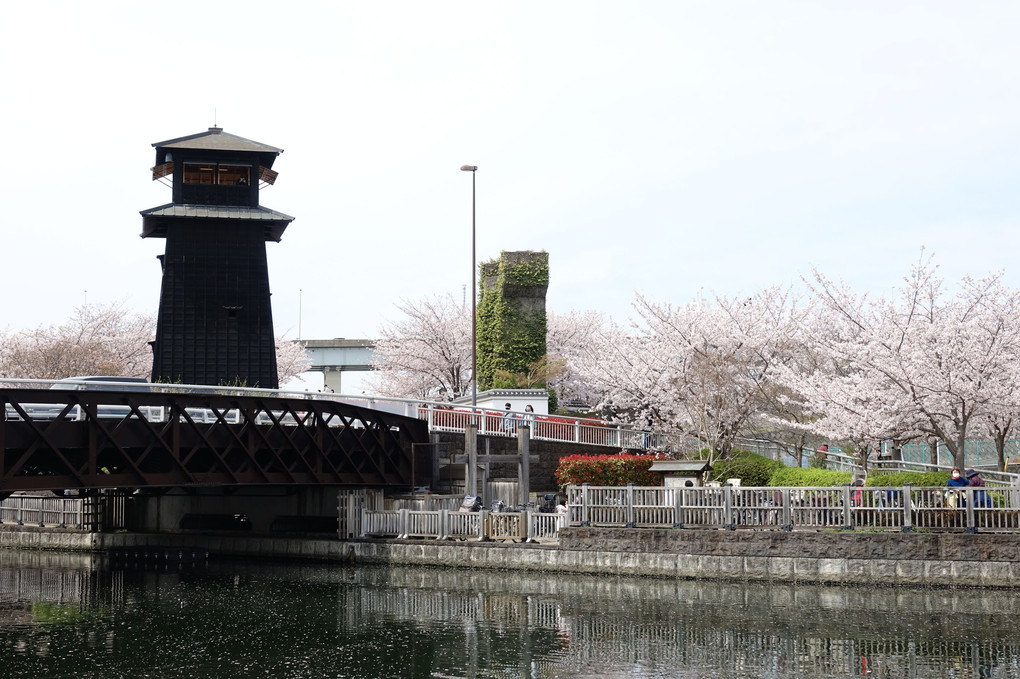 「新川千本桜」を、カシャッです。