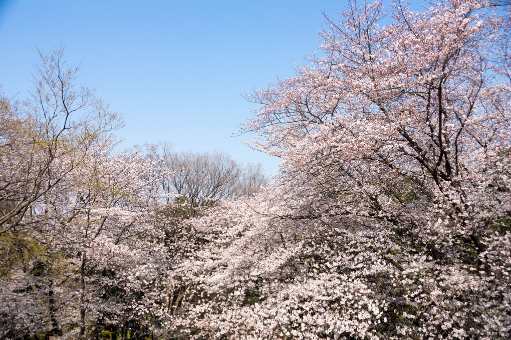 戸山公園の桜