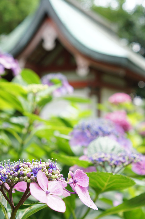 藤森神社のアジサイ