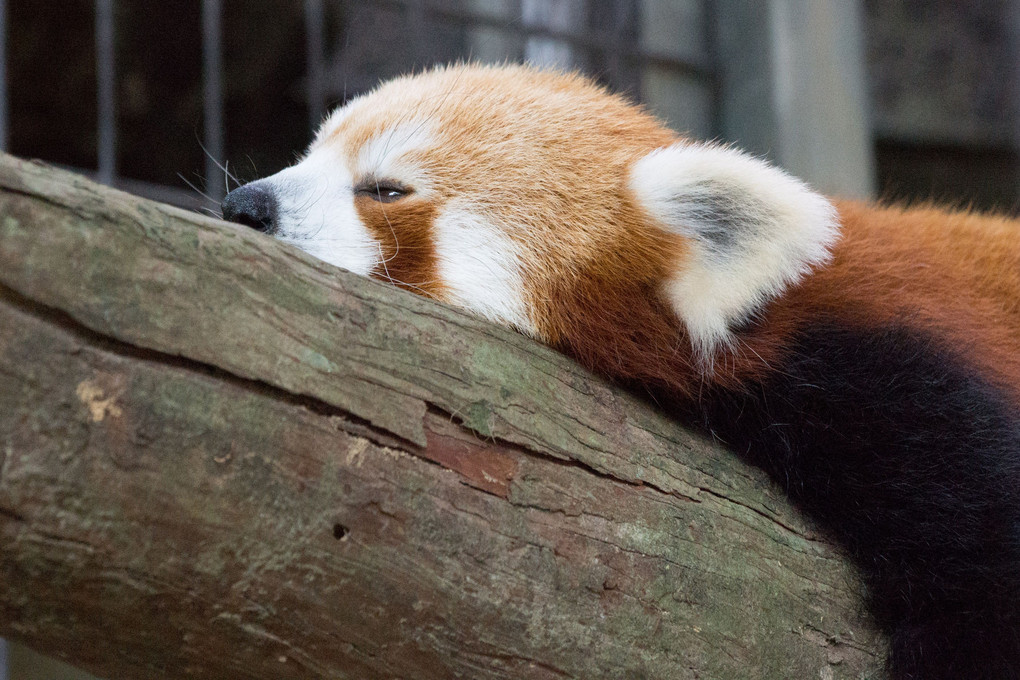 眠りに落ちるレッサーパンダ