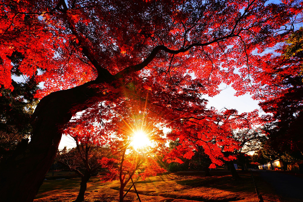 奈良公園に日は暮れる
