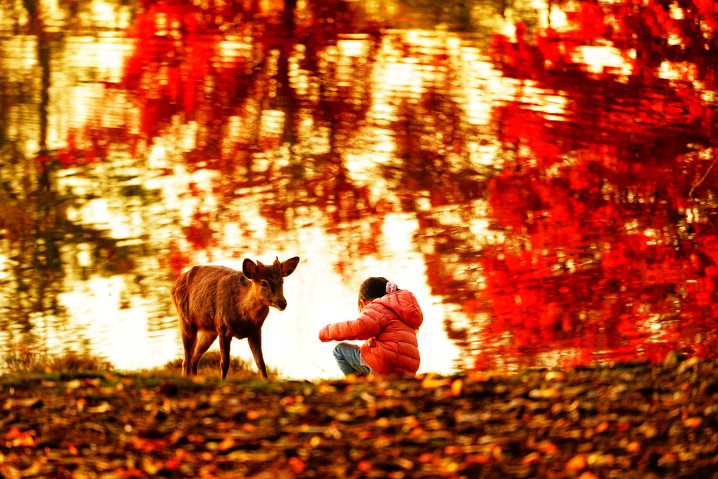 奈良公園に日は暮れる