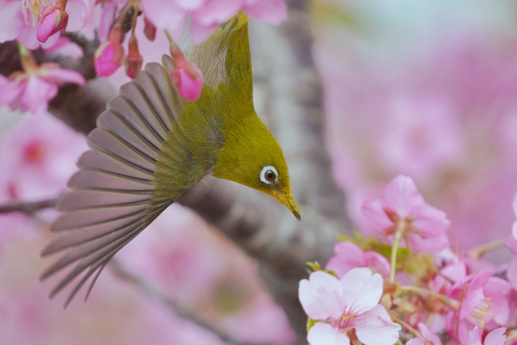 春爛漫に