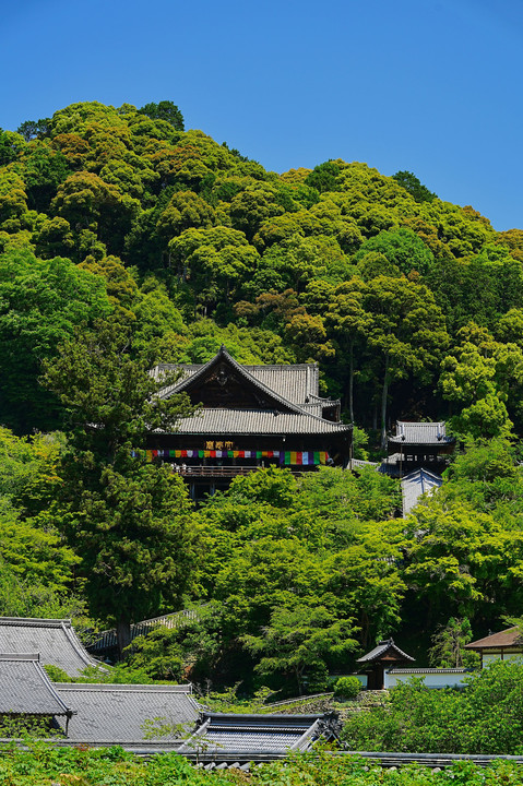 梅雨を待つ頃に  ー長谷寺散歩ー