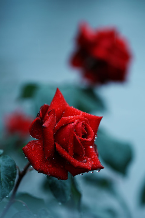 Rose garden in rain