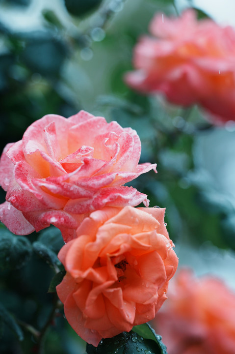 Rose garden in rain
