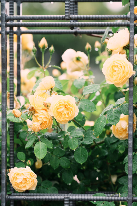 Rose garden in rain