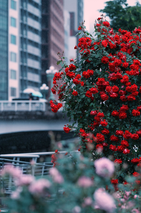 Rose garden in rain