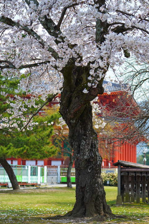 春爛漫 奈良公園