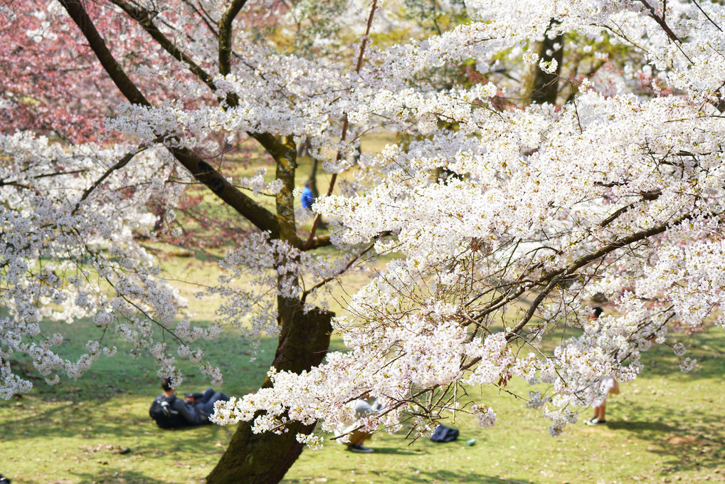 春爛漫 奈良公園