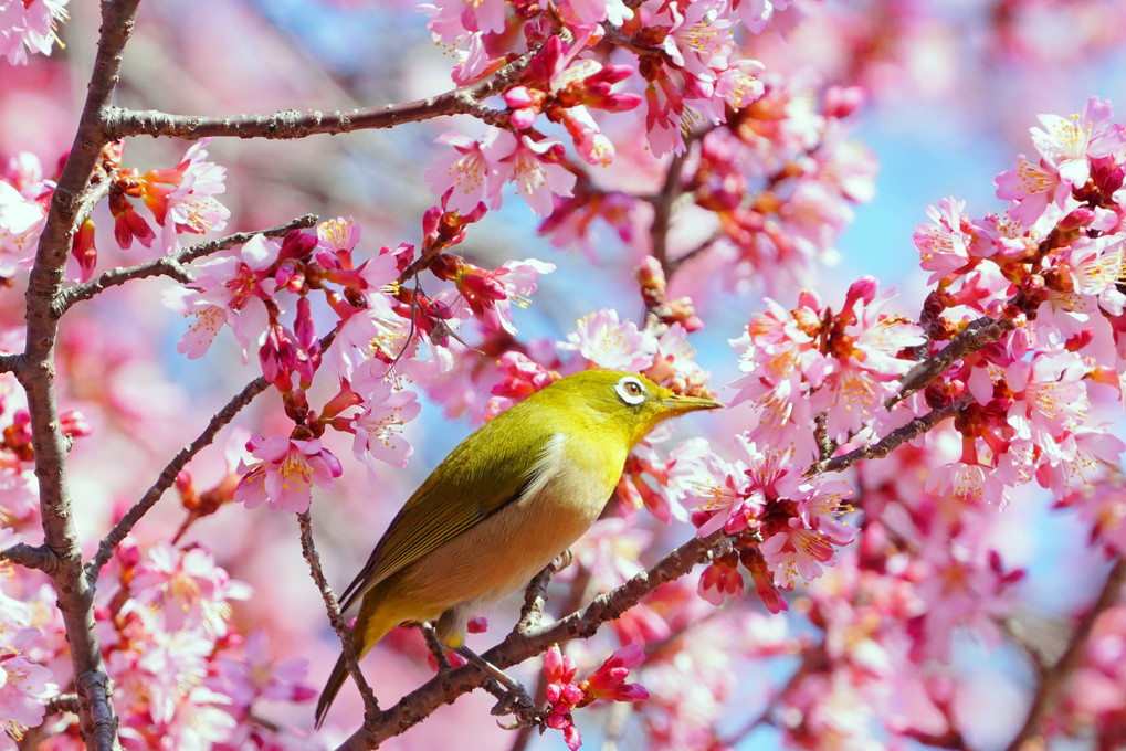 春爛漫と