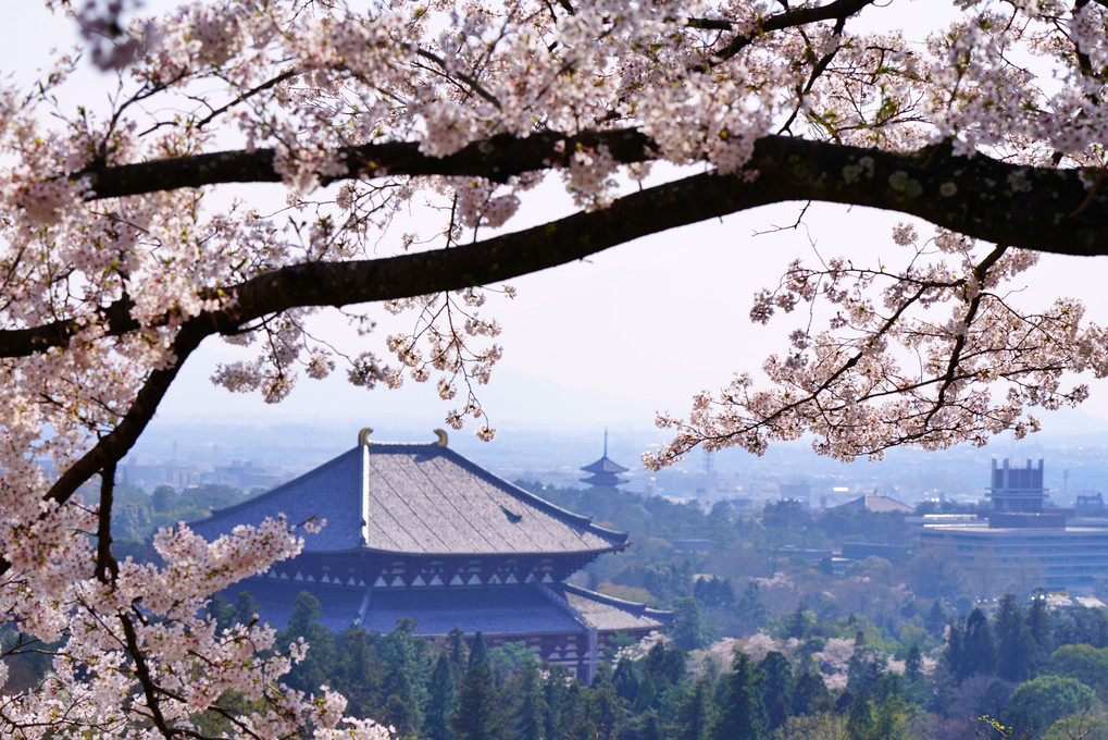 南都春望  ー東大寺と興福寺ー