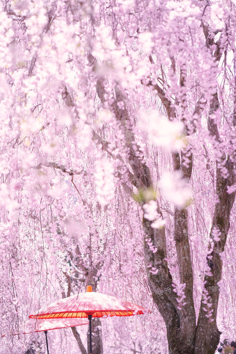 咲き急ぐシダレ桜