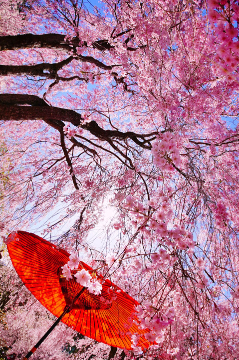 咲き急ぐシダレ桜