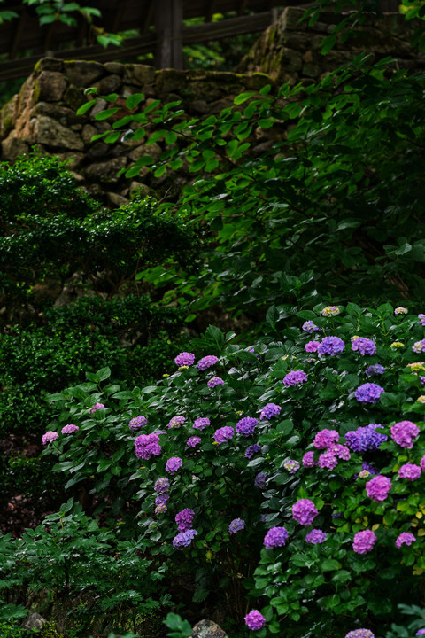 紫陽花が咲く頃  ー長谷寺ー