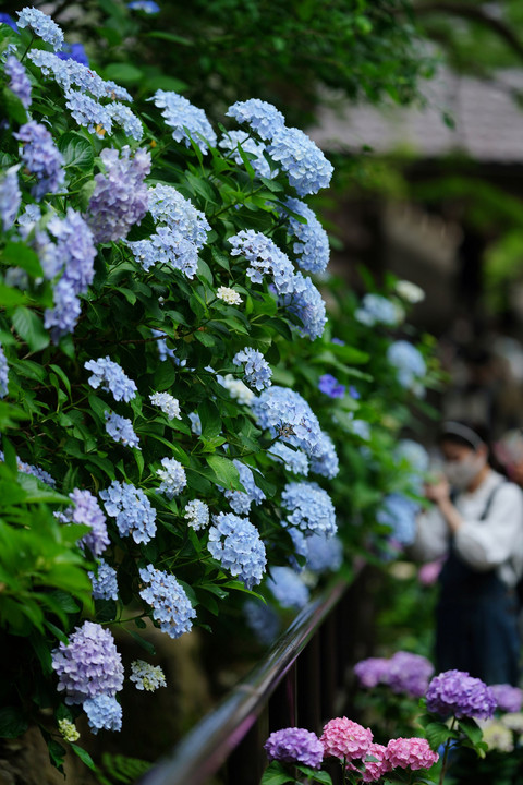 紫陽花が咲く頃  ー長谷寺ー