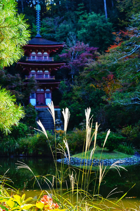 錦秋を待つ　浄瑠璃寺