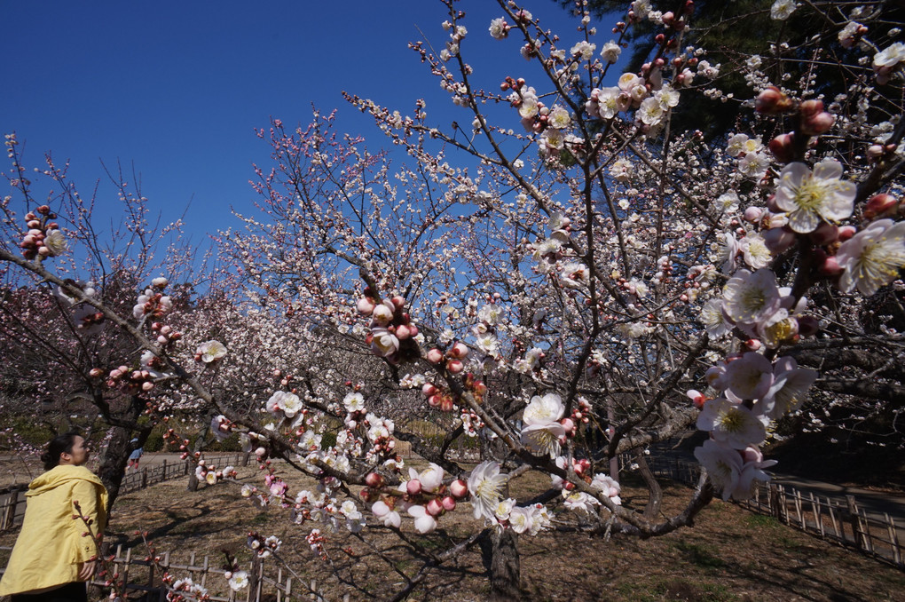 公園散歩