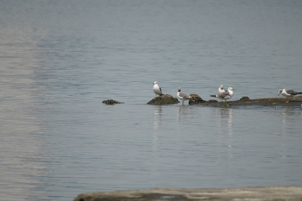 α7RⅢ＋LA-EA5＋SIGMA DG 50-500mmテスト撮影