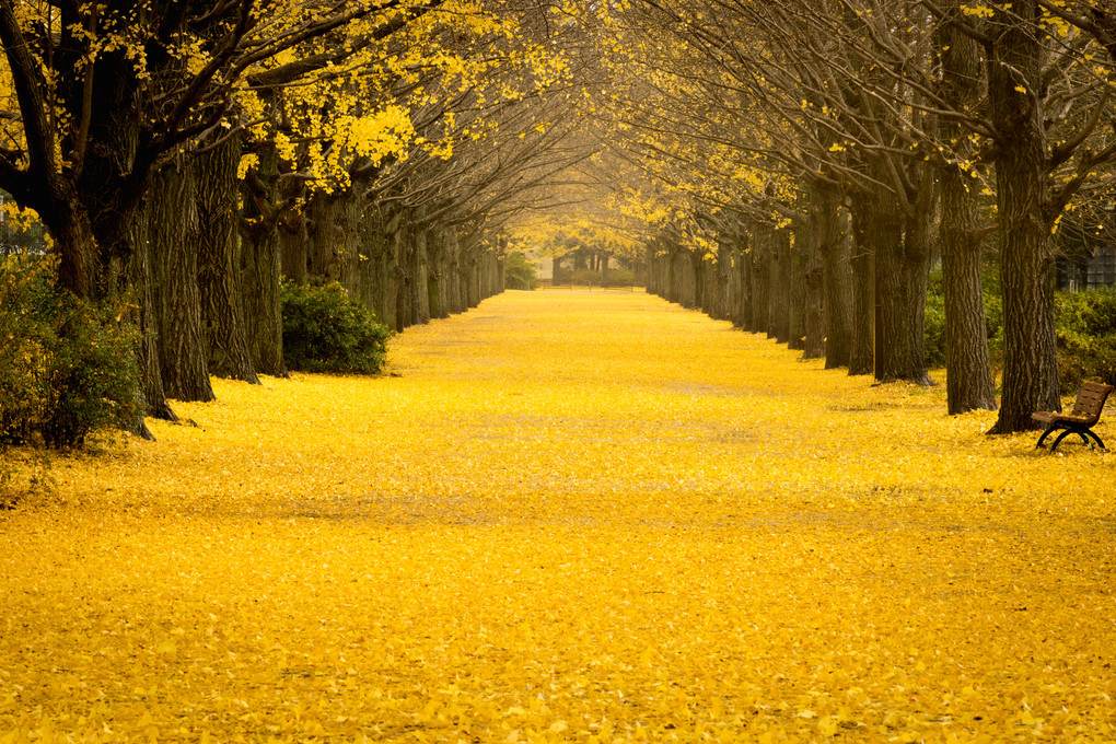 秋色の道