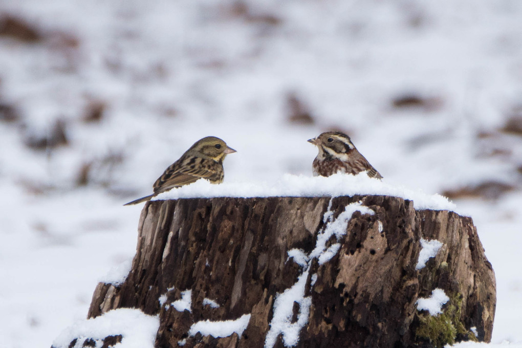 雪上の小鳥たち