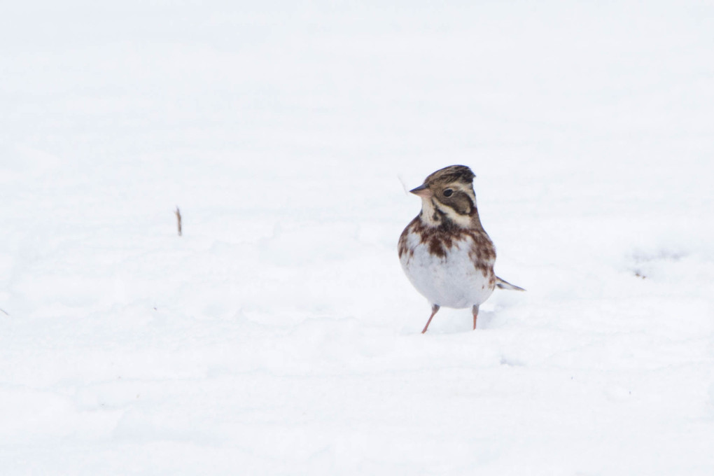 雪上の小鳥たち