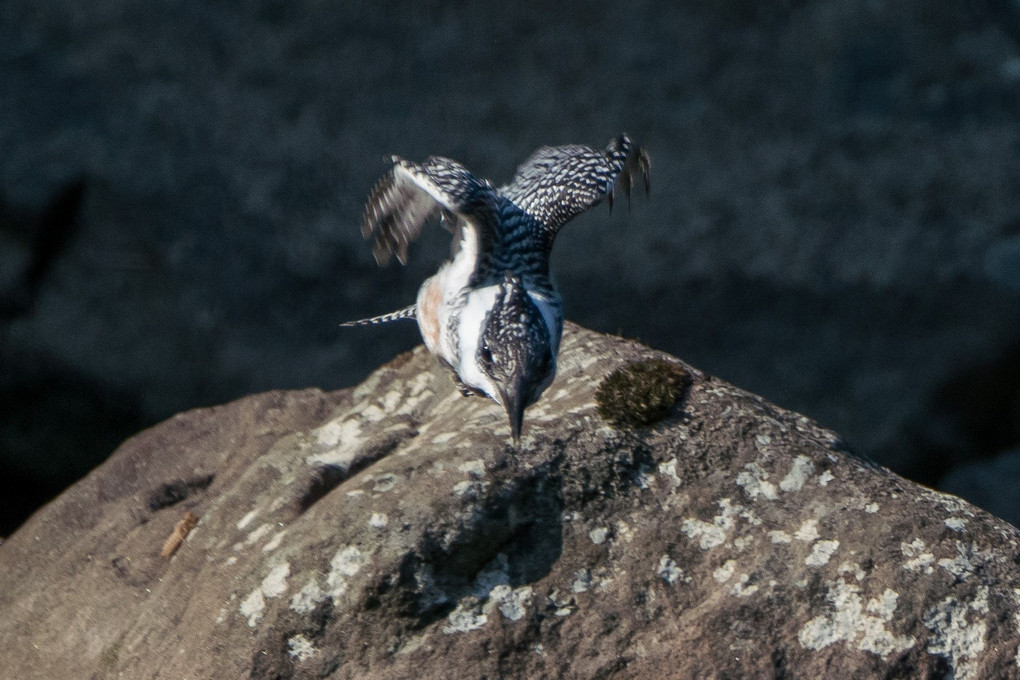 ヤマセミ　Crested Kingfisher