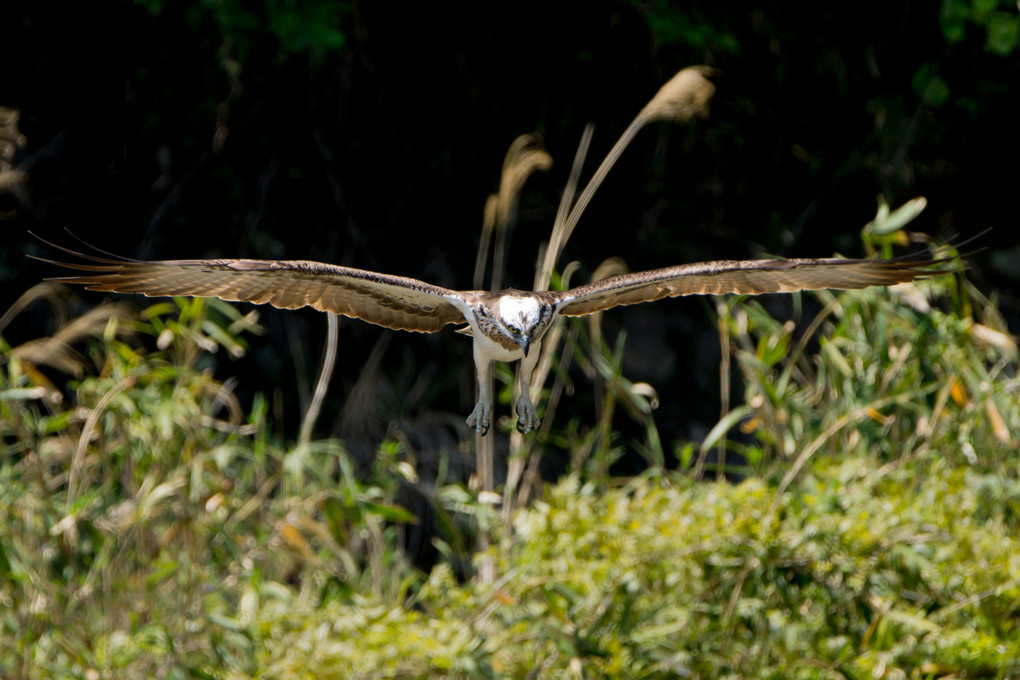 ミサゴの狩り　Hunting of osprey.