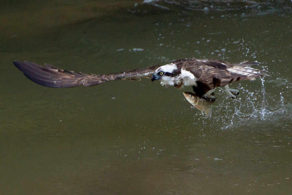 ミサゴの狩り　Hunting of osprey.