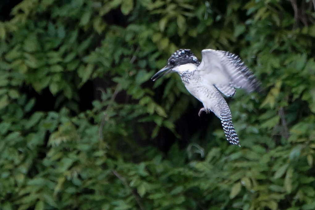 ヤマセミのホバリング　　Hovering of Crested Kingfisher