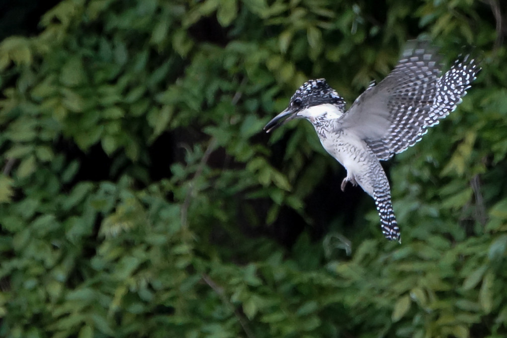 ヤマセミのホバリング　　Hovering of Crested Kingfisher