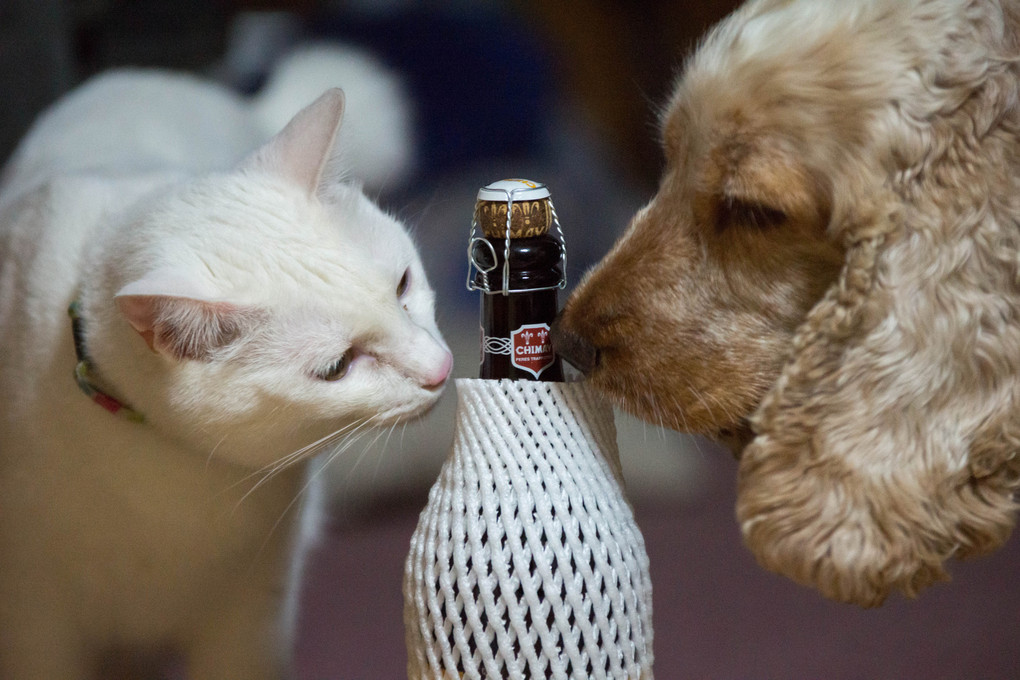 日本の猫、イギリスの犬、ベルギーのビール