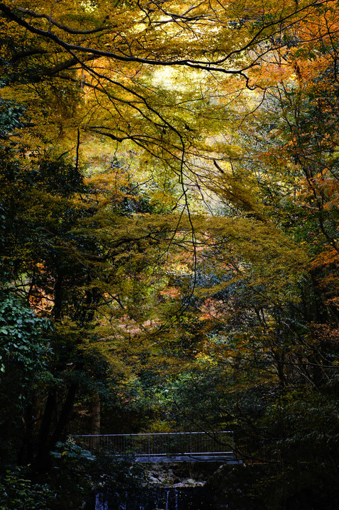 秋深まる森林。