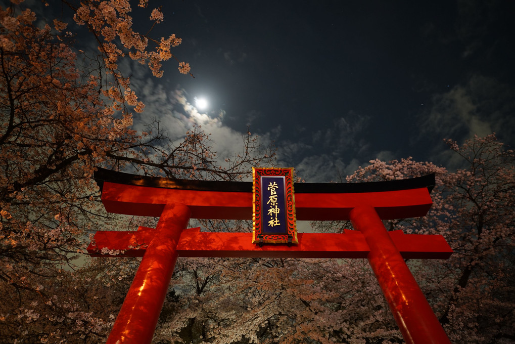菅原神社の夜桜