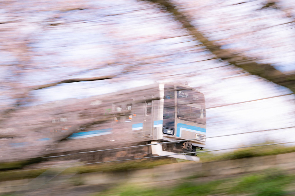 桜並木を疾走する鉄道