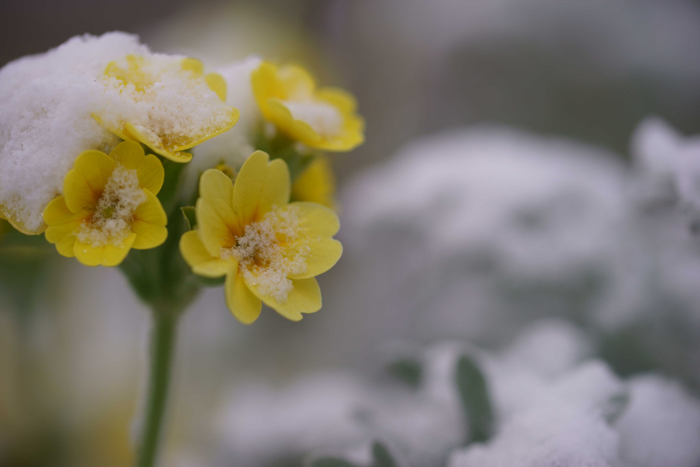 雪化粧