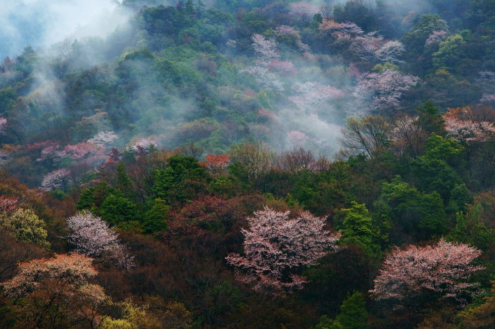 煙る山桜