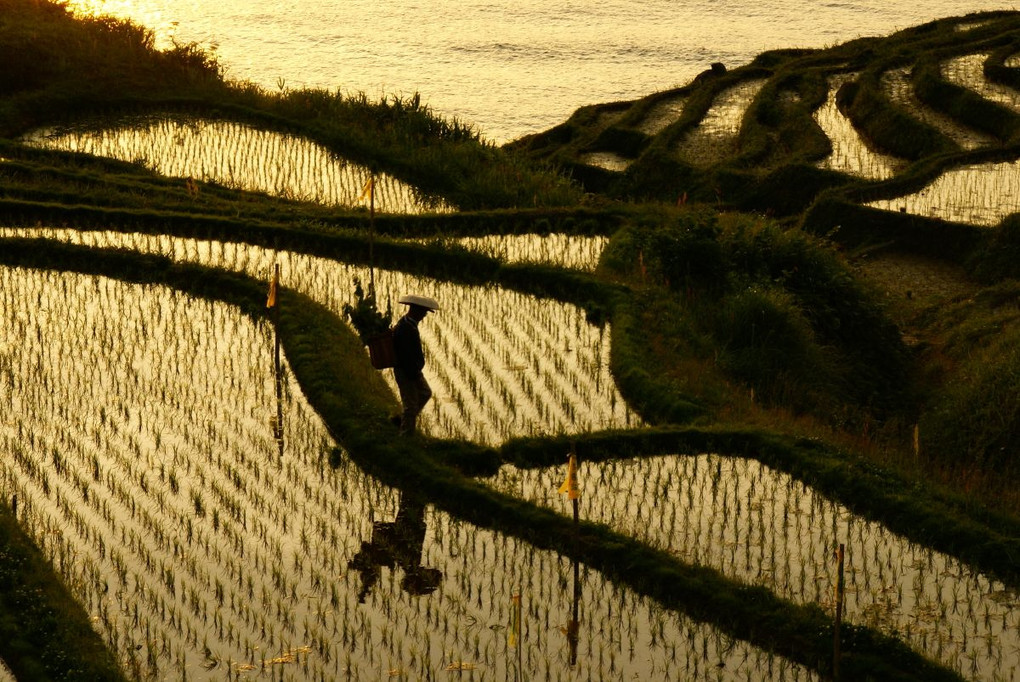 夕暮れのあぜ道