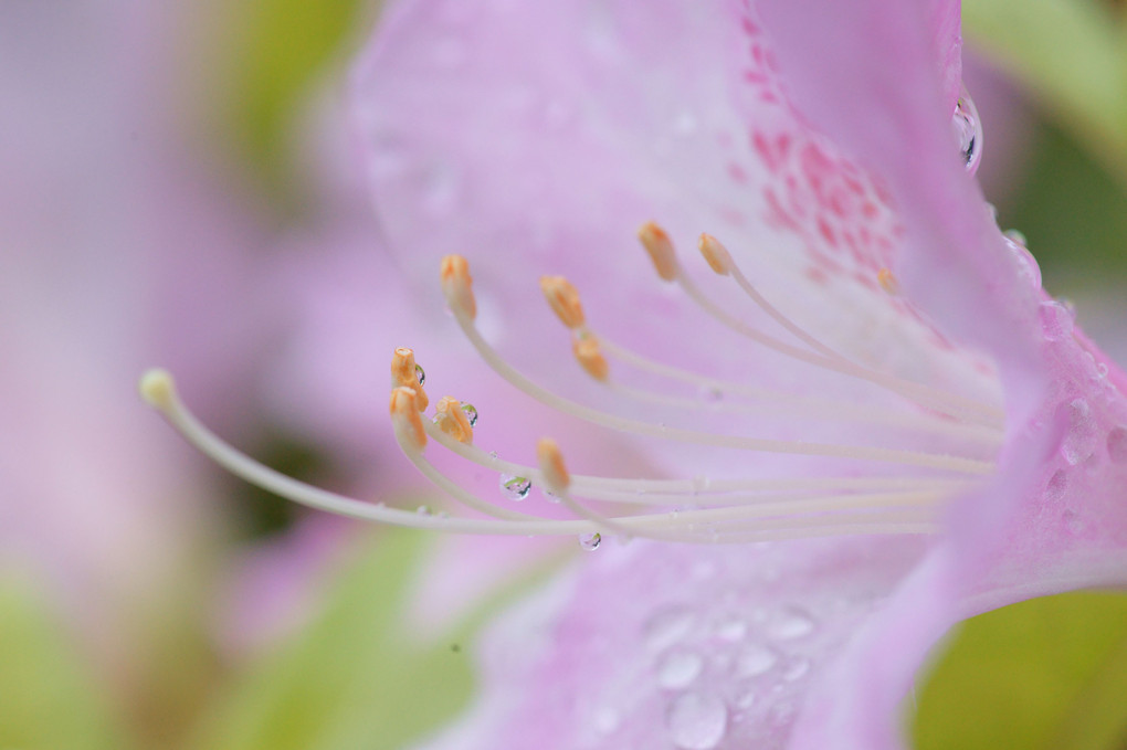 蕊の雨粒