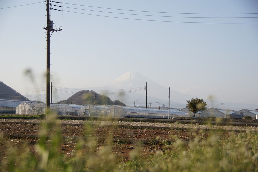 シロツメクサの後ろに富士山