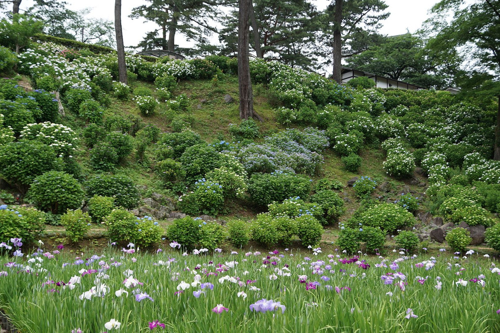 小田原城の花菖蒲と紫陽花