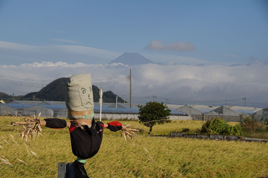 稲刈り前の田んぼと富士山