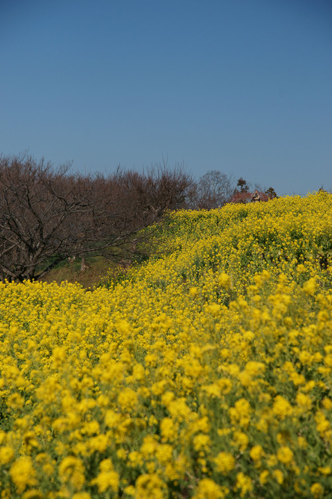 吾妻山公園の菜の花