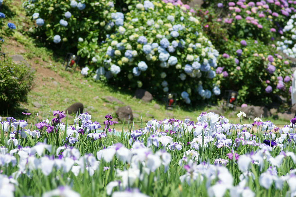 小田原城の花菖蒲と紫陽花
